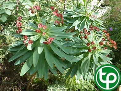 cỏ sữa hoa không cuống trị đòn ngã tổn thương, phong thấp, bỏng nước