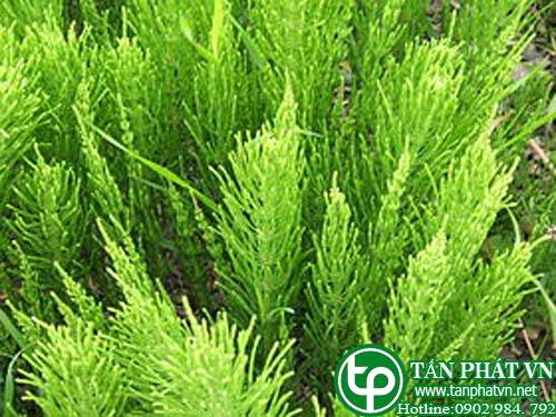 cỏ thấp bút trị phù thũng, ho ra máu, băng huyết,lao phổi