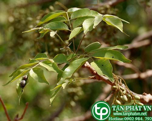 Cóc chuột trị loét do bệnh phong, mụn loét ngoan cố