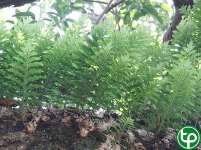 cốt toái bổ chữa bị thương, gân cốt bị tổn thương,chảy máu, đau nhức, ù tai
