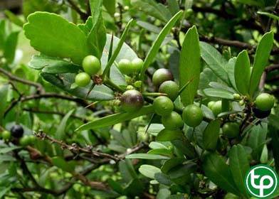 Cựa gà trị viêm phế quản