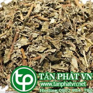 Ở đâu mua bán chè dây tại Khánh Hòa chất lượng