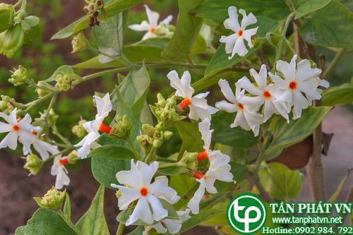 Dạ hoa có tác dụng điều kinh, hạ sốt