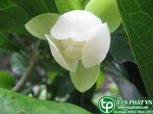 Dạ hợp sử dụng làm thuốc chữa đau thấp khớp mạn tính