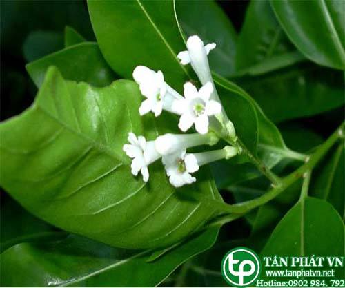 Dạ hương dùng trị kinh phong ( giật gân )