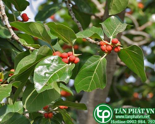 Đa lá tròn trị bệnh lậu, giá nát làm thuốc đắp
