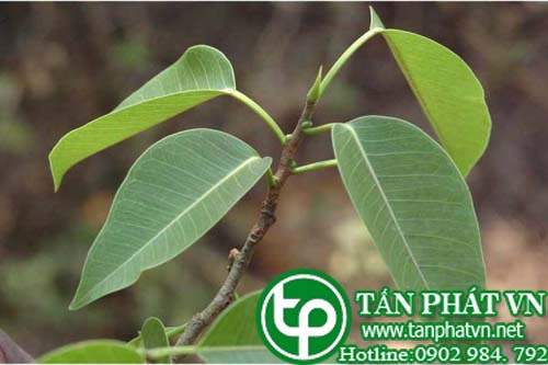 Đa talbot chữa loét, bệnh đường âm đạo, ỉa chày