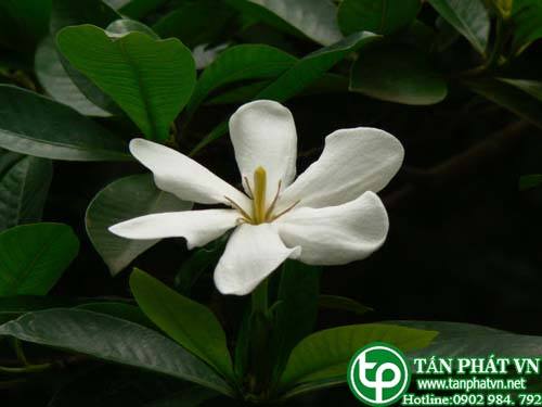 Dành dành bóng dung trị bệnh ngoài da