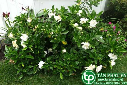 Dành dành có  tác  dụng  thanh nhiệt, lợi tiểu, chỉ huyết, mát huyết, tiêu viêm