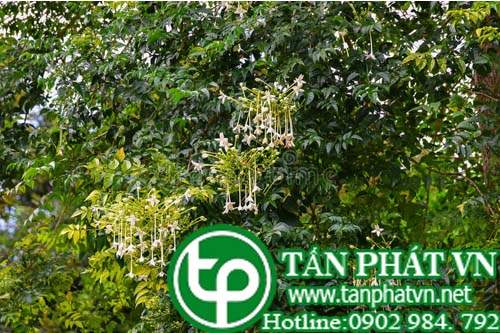 Đạt phước làm thuốc hạ sốt