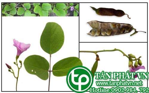 Đậu biển dùng làm rau ăn