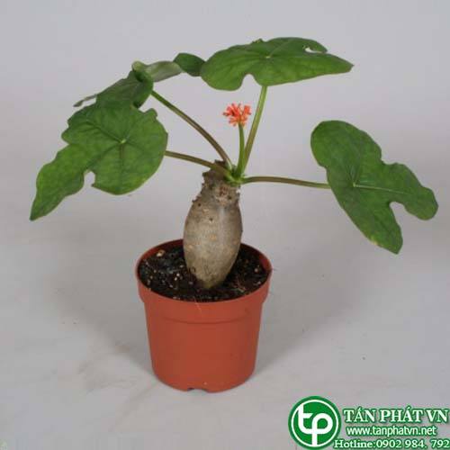 Dầu lai có củ làm thuốc tẩy, trị táo bón, gây nôn, lợi sữa