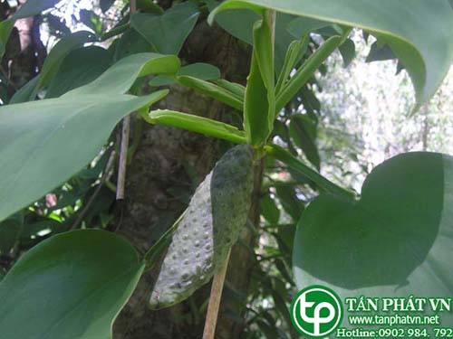 Dây bá trị giun và dùng đắp ngoài trị tê thấp