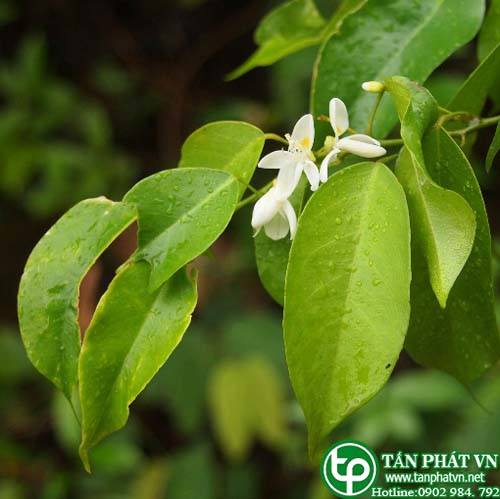 Dây bánh nem chữa chốc lở, mụn nhọt