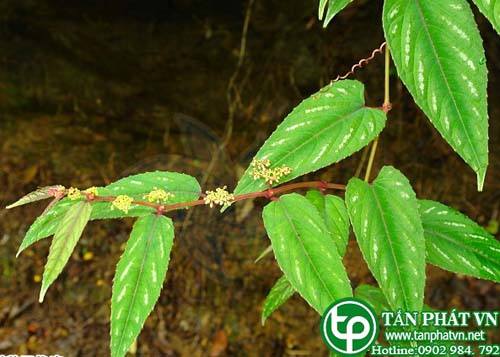 Dây bầu rừng trị tê thấp, trúng độc, co gân