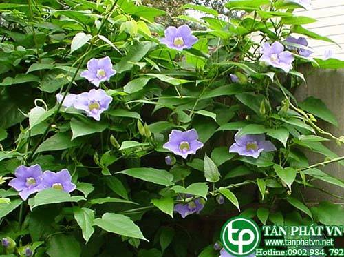 Dây bông xanh có tác dụng tiêu sưng, tiêu viêm, làm lành vết thương