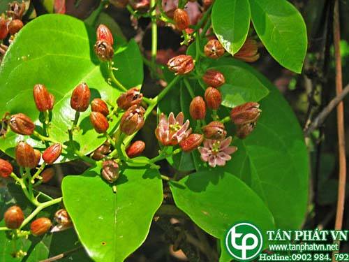 Dây chẽ ba giã đắp chữa ghẻ, mụn nhọt