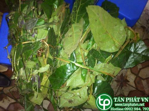 Dây chè làm  thông mạch  duỗi  gân,  chữa phong  thấp đau nhức