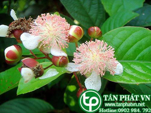Dây chiều Ấn Độ trị xuất huyết phổi