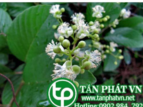 Dây chiều châu Á có tác dụng trị tả, tiêu phù, giảm đau