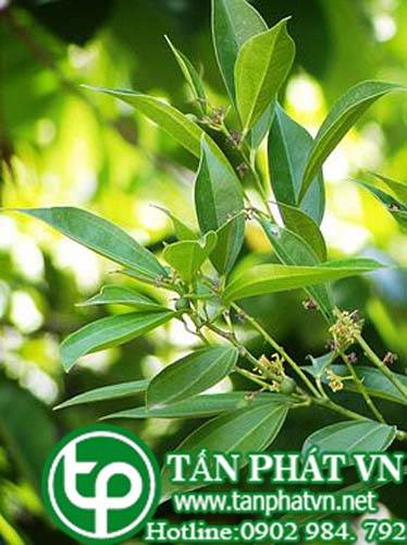 Dây hồ cầu dùng rễ làm thuốc trị khí nghịch, đau ngực bụng