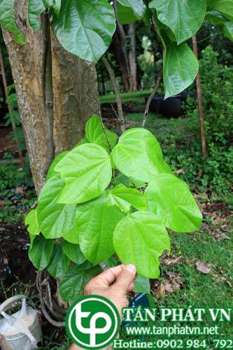 Dây hoàng liên có tác dụng thanh nhiệt giải độc