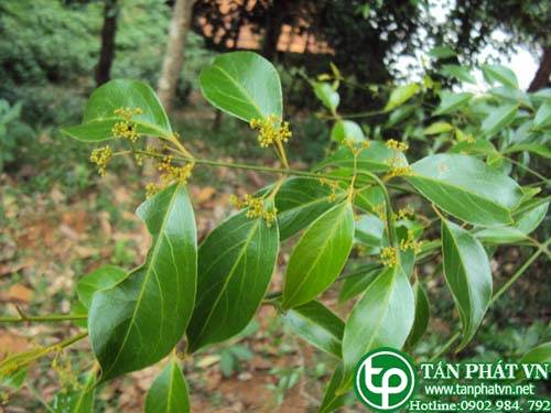 Dây húc thường dùng lá xát trị hắc lào