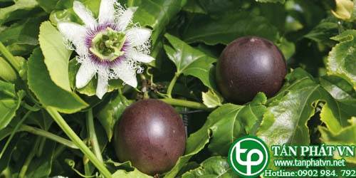 Dây mát có tác dụng hưng phấn,  cường tráng