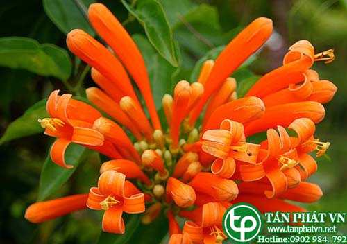 Dây rạng đông có tác dụng thanh nhiệt