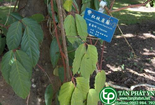 Dây rơm có tác dụng thanh tân, giải khát, trừ phong nhiệt