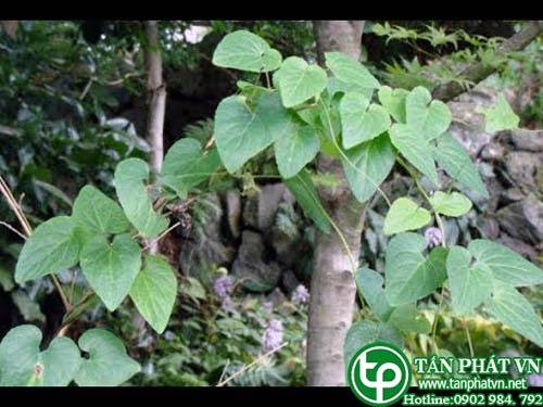 Dây sâm giúp lợi tiểu, giải nhiệt, nhuận tràng