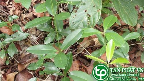 Dây sen dùng làm thuốc xông chữa đau đầu