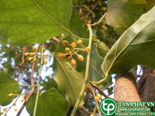 Dây sương sâm nhọn dùng trị rắn độc cắn