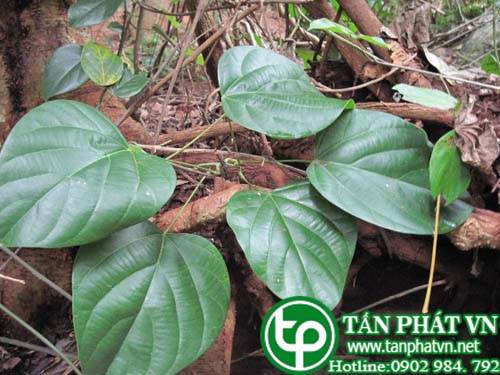 Dây táo được dùng trong việc điều trị bệnh lao phổi