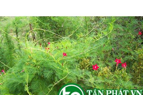 Dây tóc tiên có tác dụng tư âm, nhuận táo, thanh phế, hóa đờm