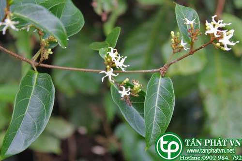 Dây trổ dùng chữa bệnh thấp khớp đau sống lưng