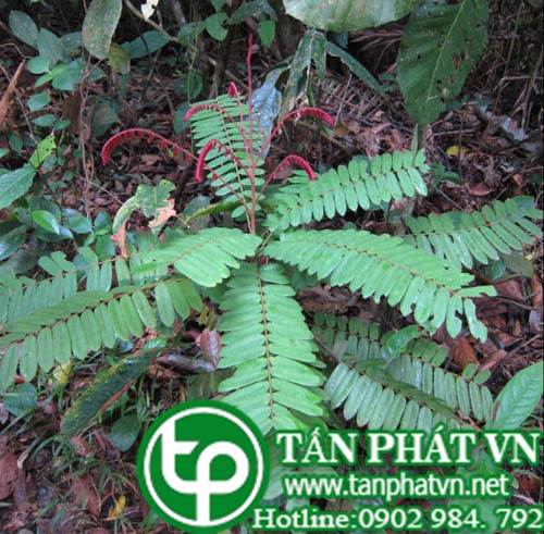 Dây trường khế trị ghẻ và chữa mụn nhọt
