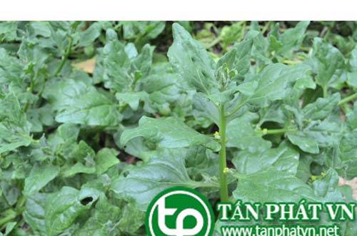 Dền tây giúp bồi bổ cơ thể