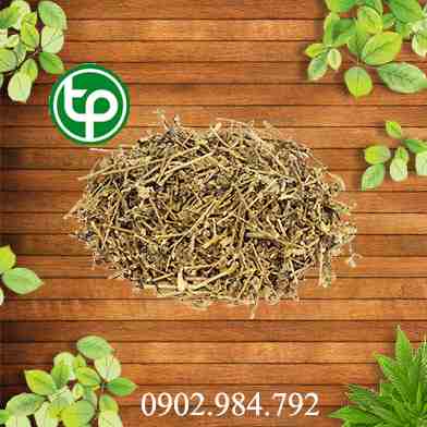 Địa chỉ bán cây giống cà gai leo tại tphcm