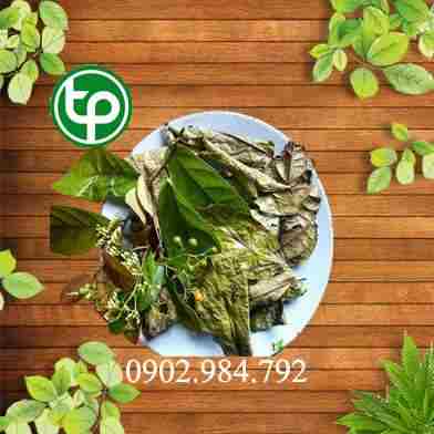 Địa chỉ bán cây giống xạ đen giá tốt