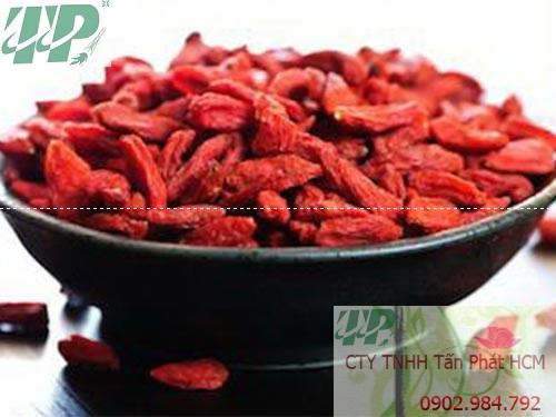Địa chỉ mua bán câu kỷ tử tại Bình Định