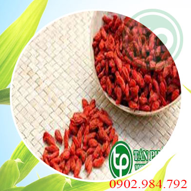 Địa chỉ mua bán câu kỷ tử tại Hải Dương