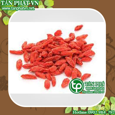 Địa chỉ mua bán câu kỷ tử tại Quận Long Biên