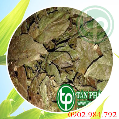 Địa chỉ mua bán cây xạ đen tại Huyện Ba Vì