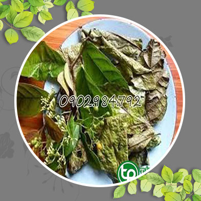 Địa chỉ mua bán cây xạ đen tại Quận Hà Đông