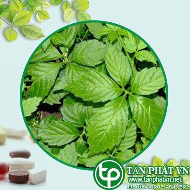 Địa chỉ mua bán giảo cổ lam tại Huyện Mê Linh