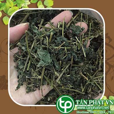Địa chỉ mua bán giảo cổ lam tại Huyện Quốc Oai