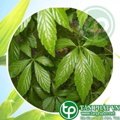 Địa chỉ mua bán giảo cổ lam tại Huyện Sóc Sơn