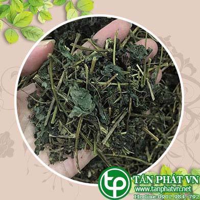 Địa chỉ mua bán giảo cổ lam tại Huyện Thạch Thất