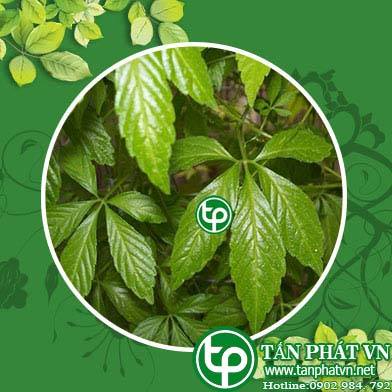 Địa chỉ mua bán giảo cổ lam tại Huyện Thanh Oai